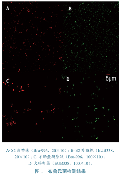 布魯氏菌???檢測(cè)圖